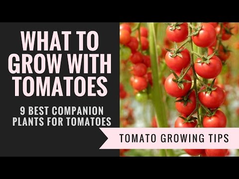 What are good companion plants for tomatoes