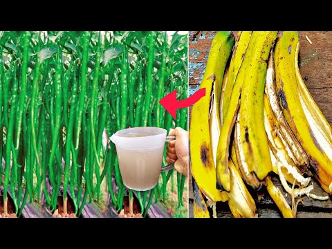 Banana peels for fertilizer