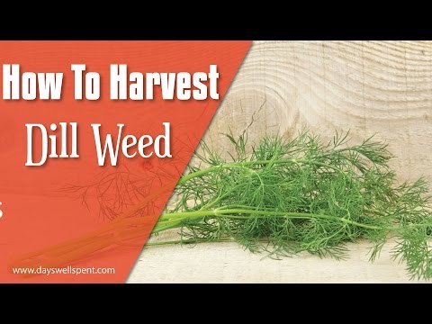 How to grow dill from seeds