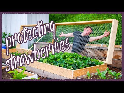 What can you plant next to strawberries