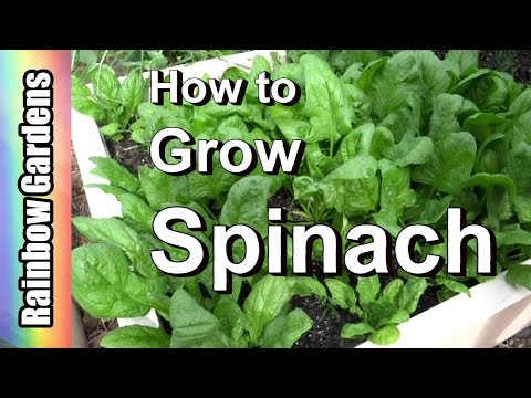Growing spinach in australia