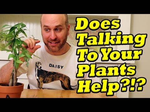 Do coffee grounds help plants grow