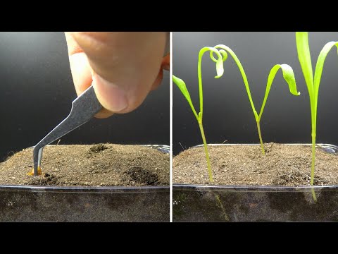 How to grow spinach from seeds