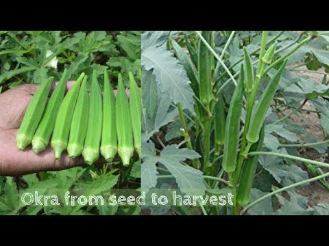 Spacing of okra plants