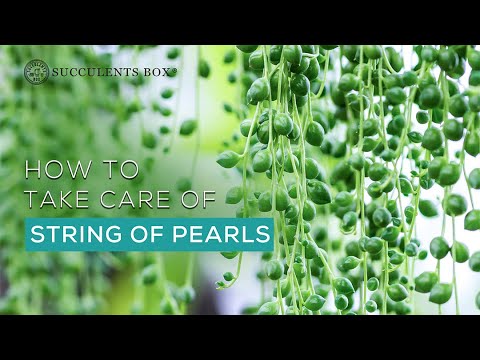 How to care for a string of pearls