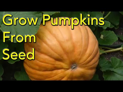 When is the best time to grow pumpkins