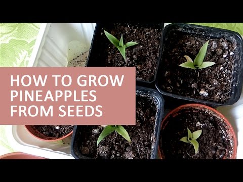 Growing cosmos from seed