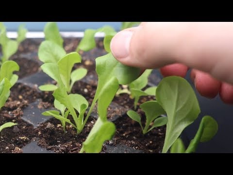 How to plant lettuce from seeds