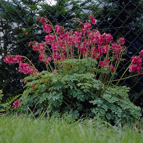 Flowering bush partial shade