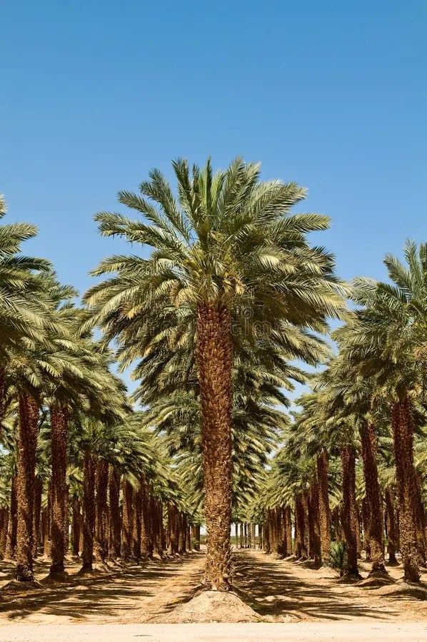 How do you grow palm trees