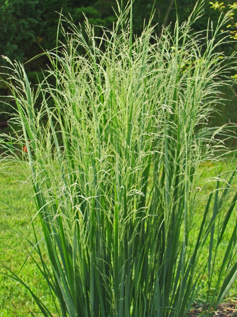 When is the best time to plant ornamental grasses