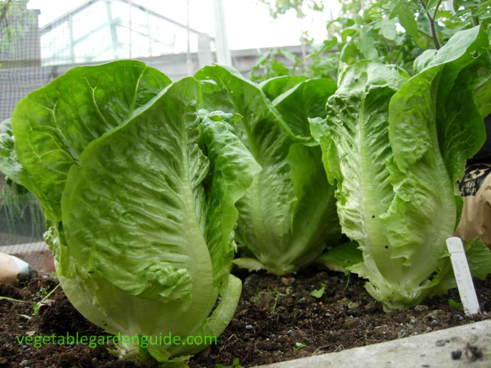 How to plant lettuce from seeds