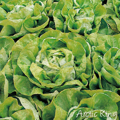 Sow lettuce seeds