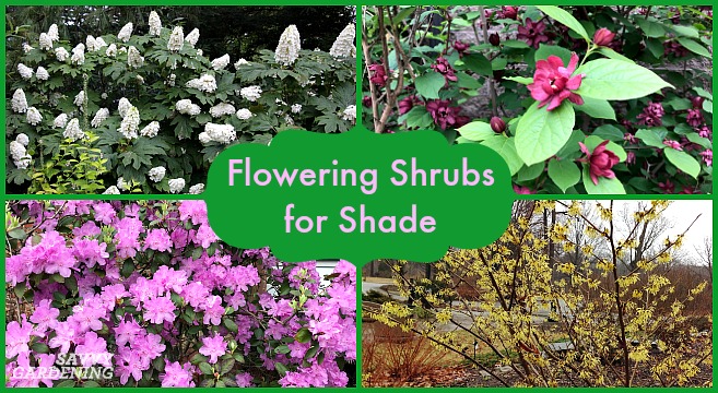 Plants good for shady areas