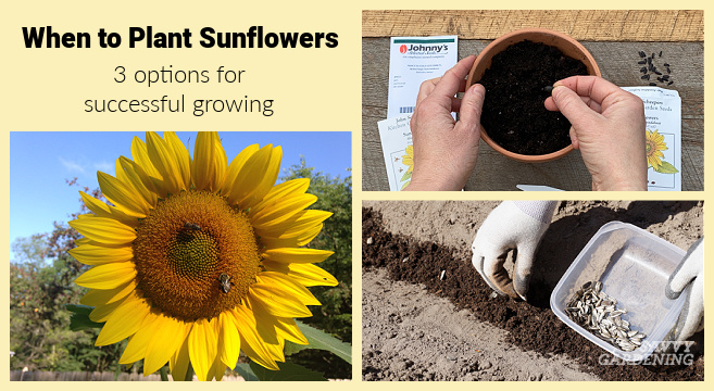 How do you save sunflower seeds for next year