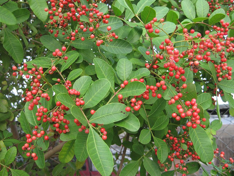 Red berries from trees