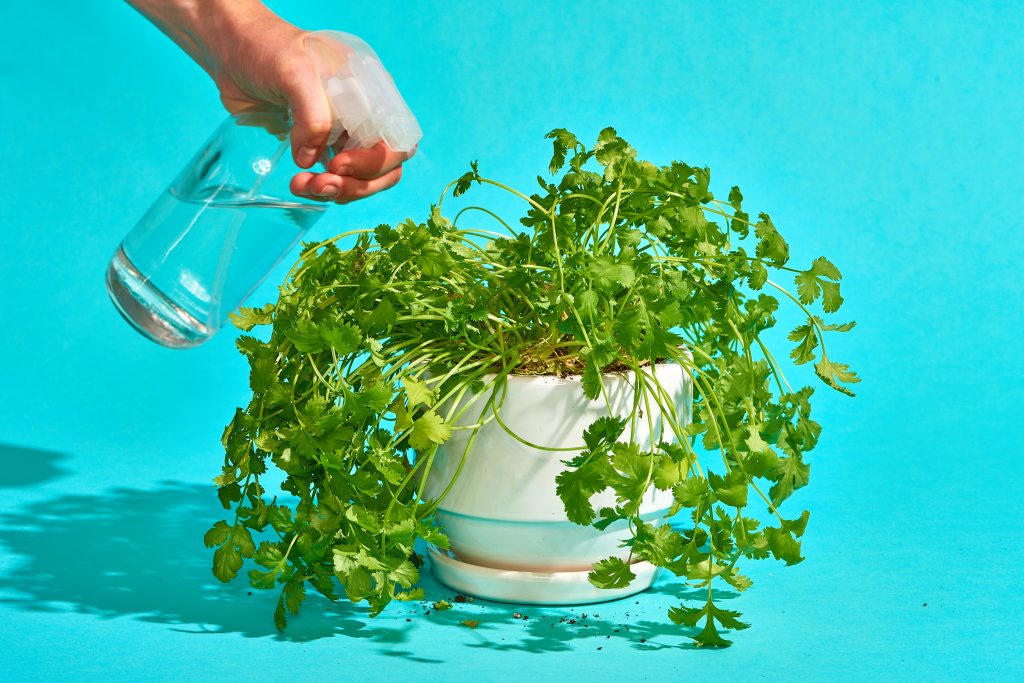 How to plant cilantro