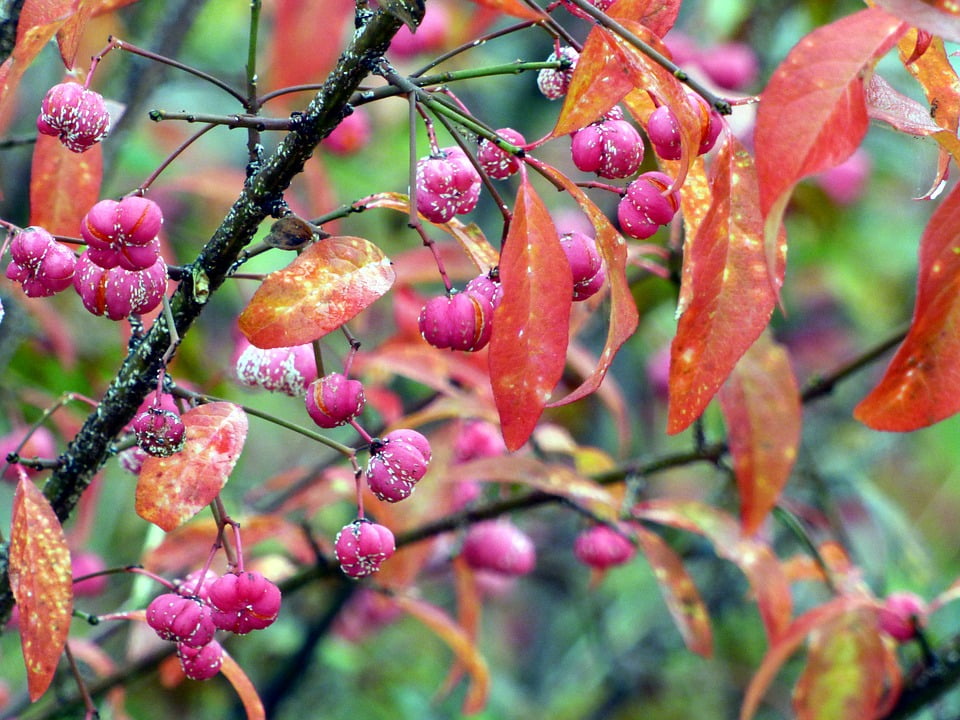 Trees with red leaves and berries