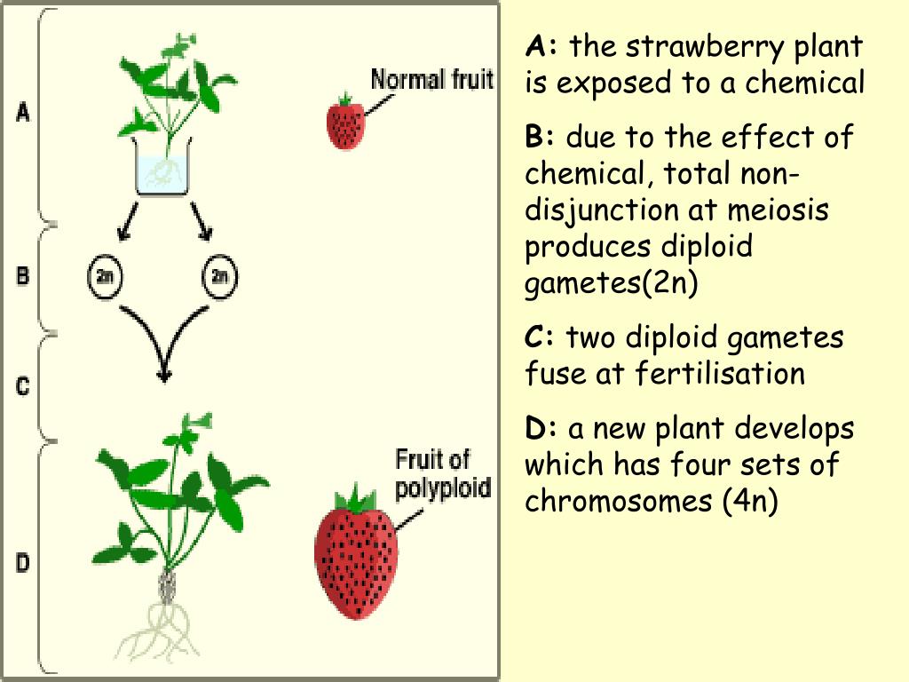 Strawberry plants when to plant