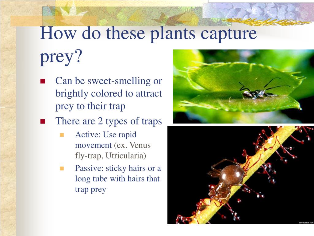 Are venus fly traps alive