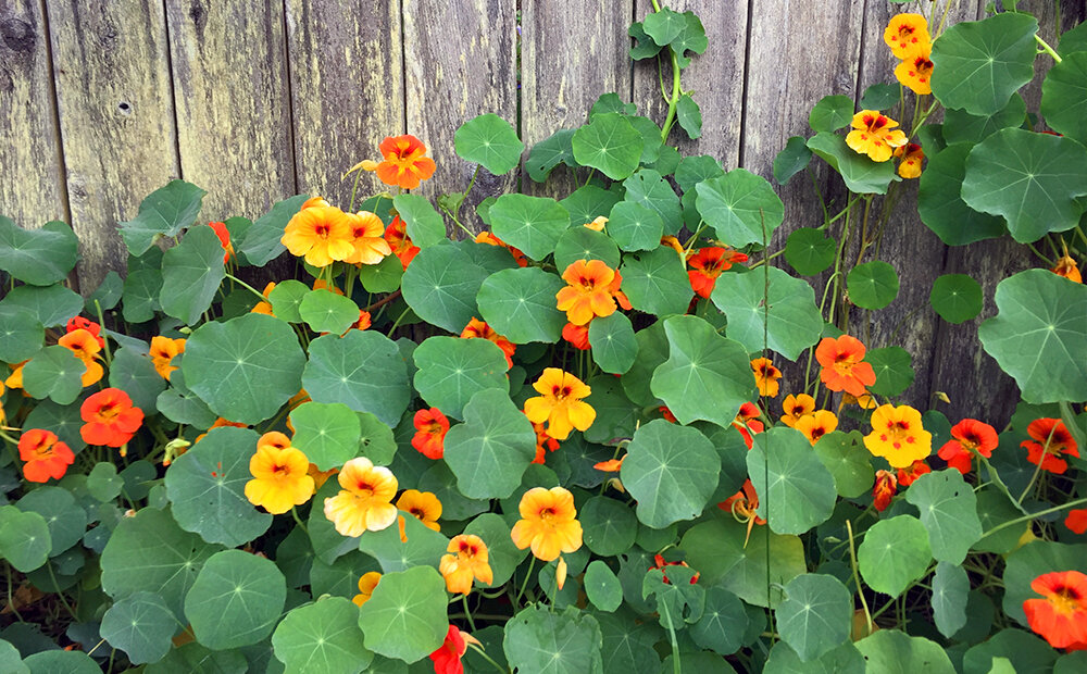 Planting nasturtium from seed