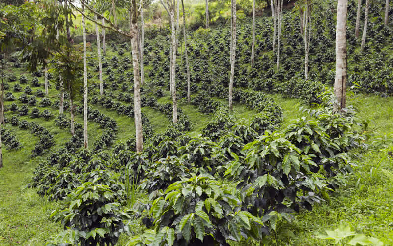 Bushes to plant in shade