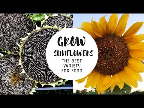 When to harvest sunflower