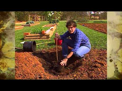 Wet clay soil trees