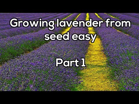 Lavender growing conditions