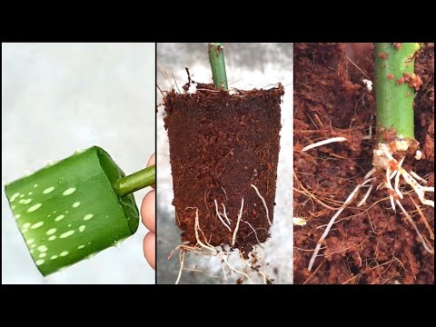 Growing rose cuttings in water