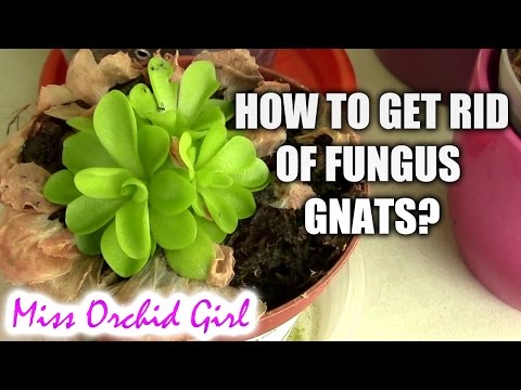 How to get gnats out of plants