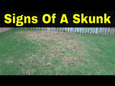 How to get rid of a skunk under the house