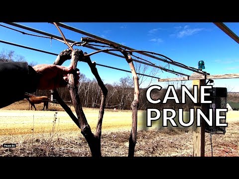 How to prune grapes vines