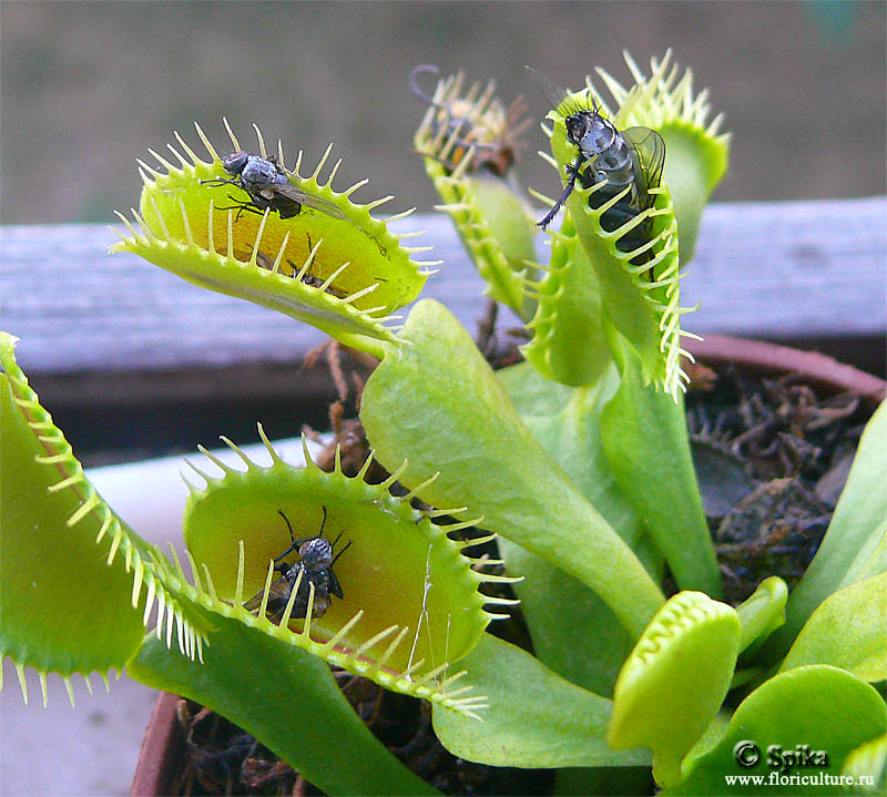 Caring for venus flytrap