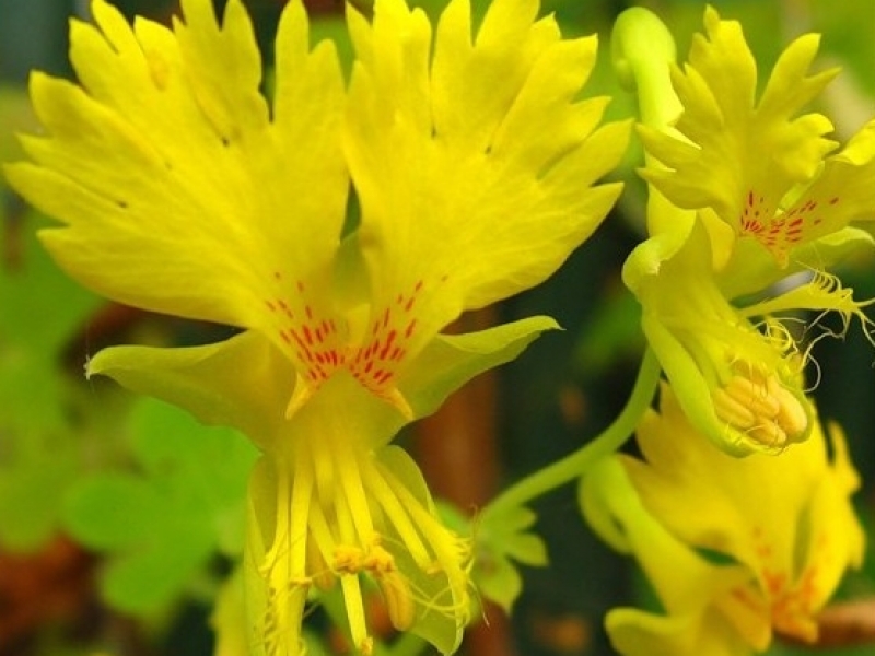 When to plant nasturtiums seeds