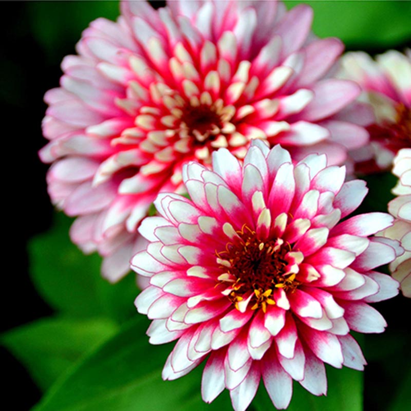 Zinnia perennial seeds