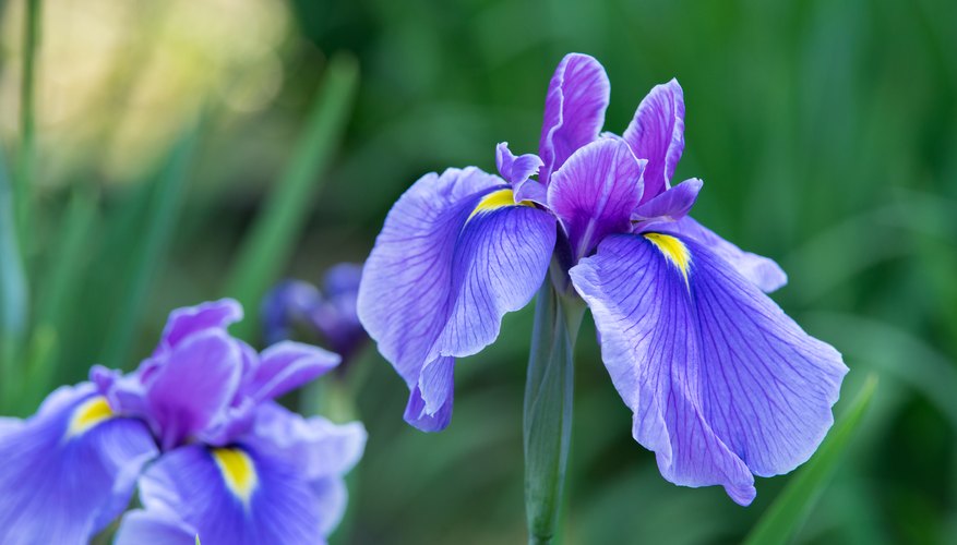 When to plant iris