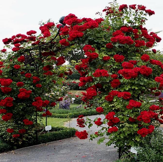 Where to plant climbing roses