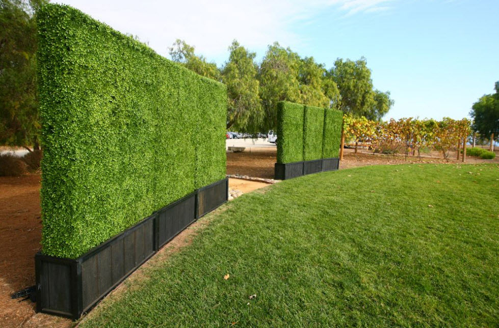 Hedges for privacy fence