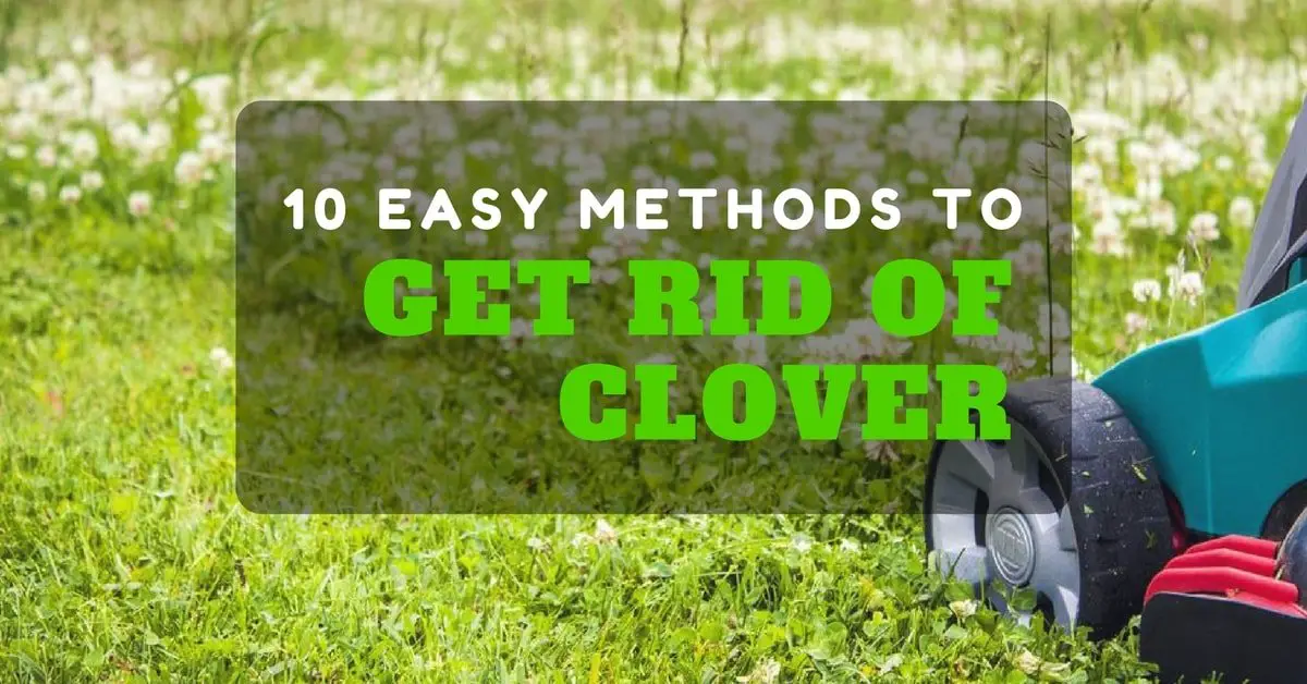 Get rid of clovers in grass