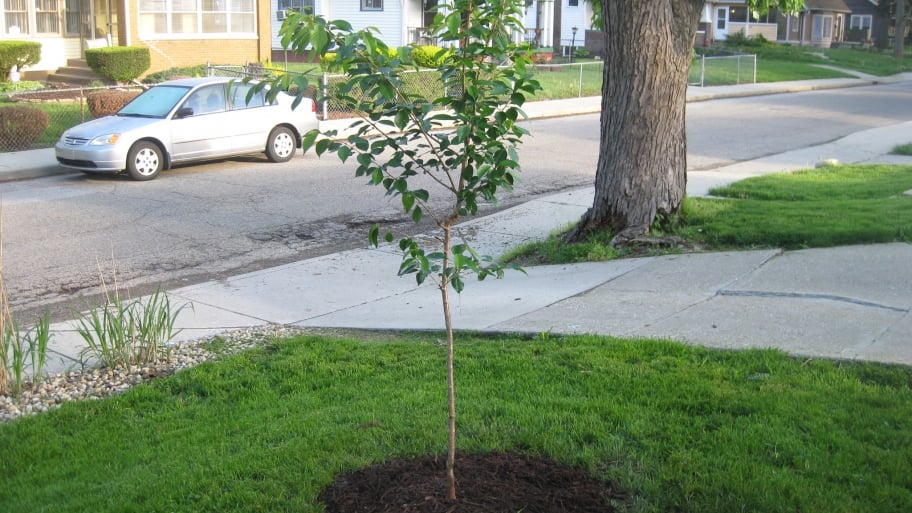 Trees to plant in yard