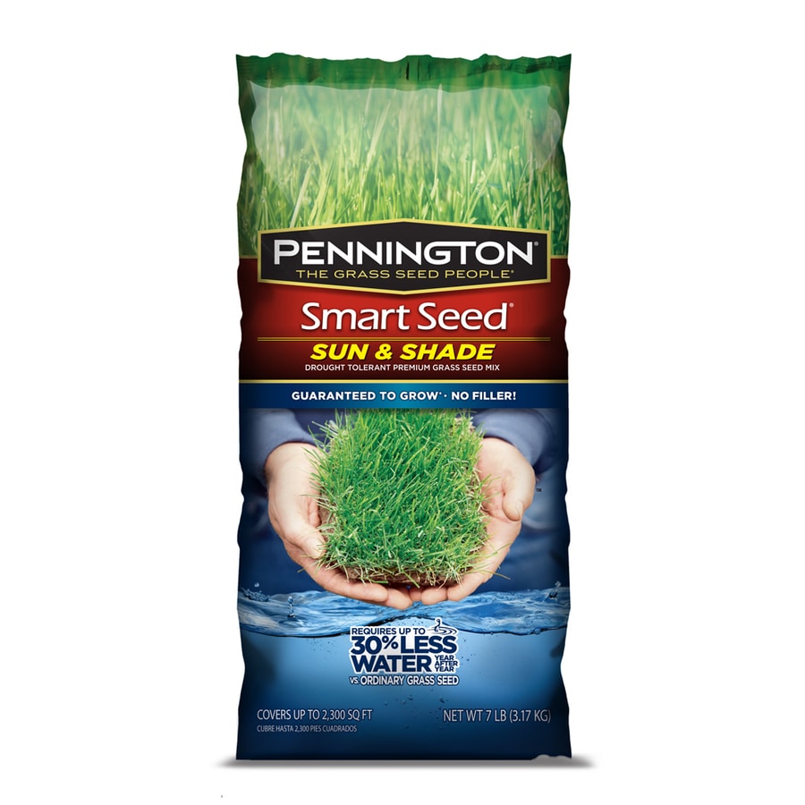 Best grass seed in shade