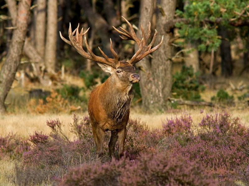 Deer tolerant flowers