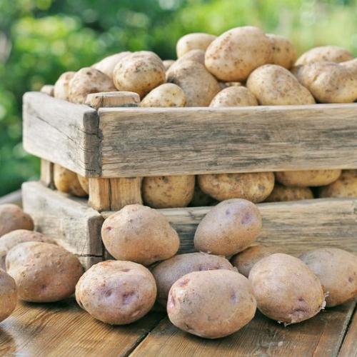 Process of growing potatoes