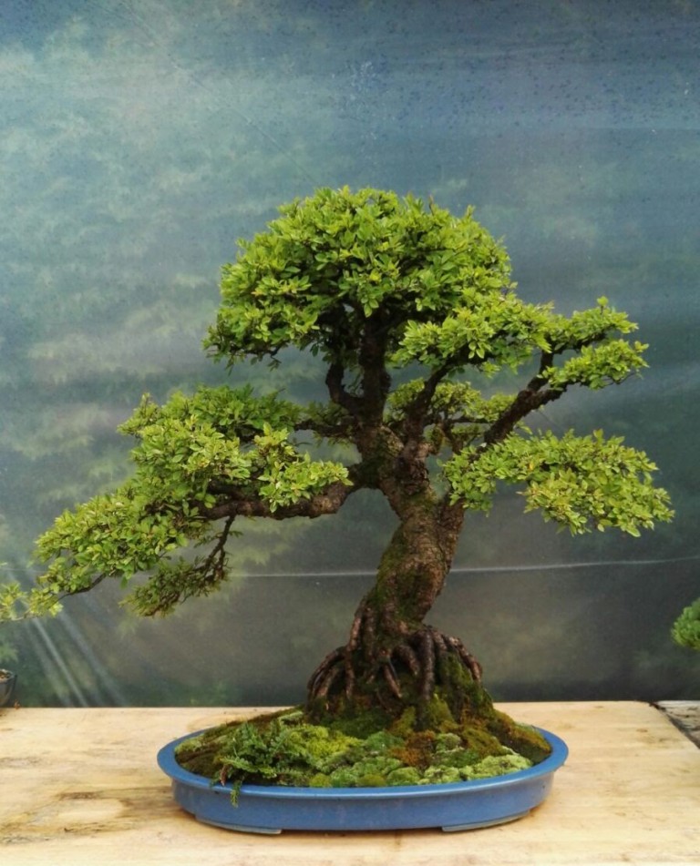 Trees to bonsai