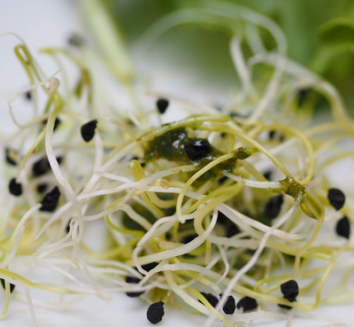 Fennel germination time