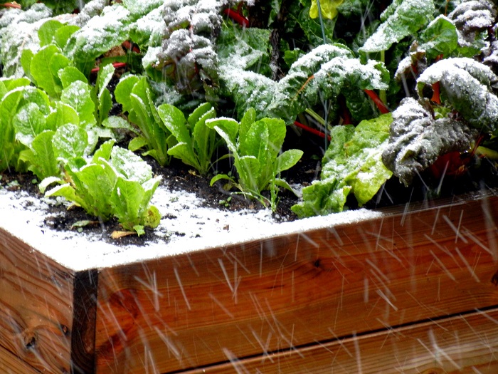 How to cover plants in cold weather