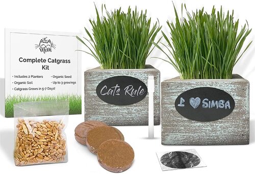 Rapid growing grass seed