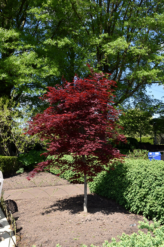 Small japanese maple trees