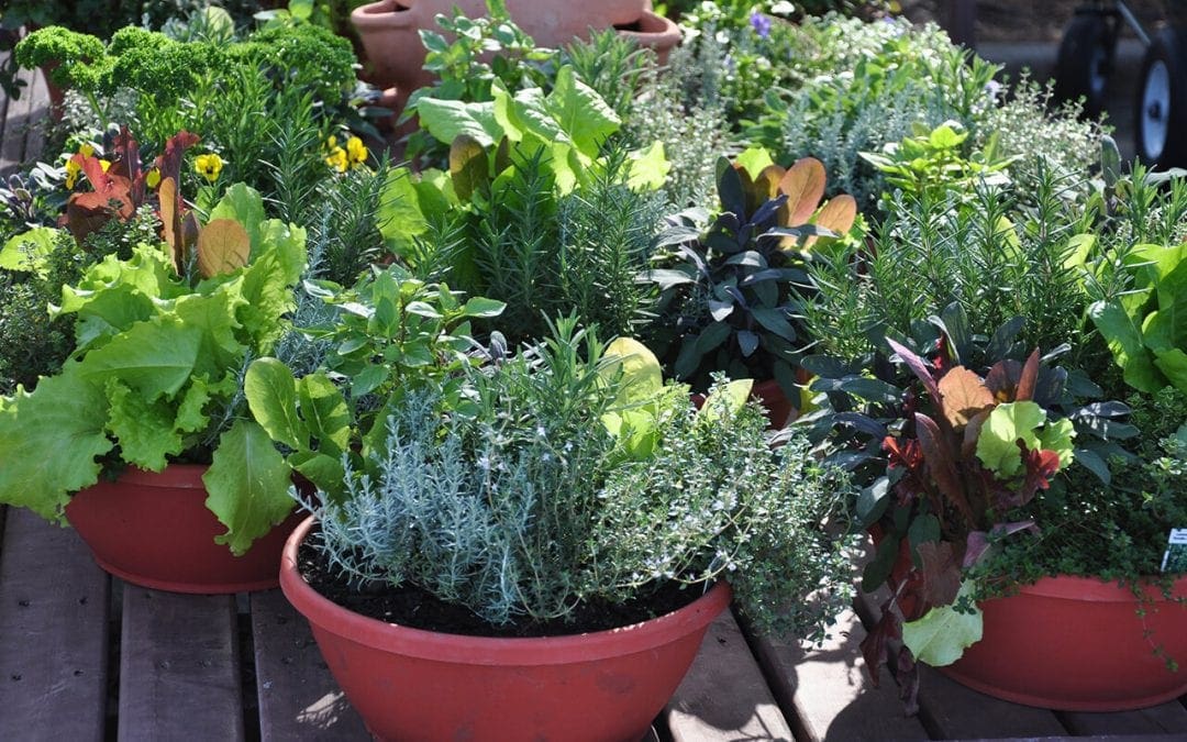 Best containers for vegetable garden